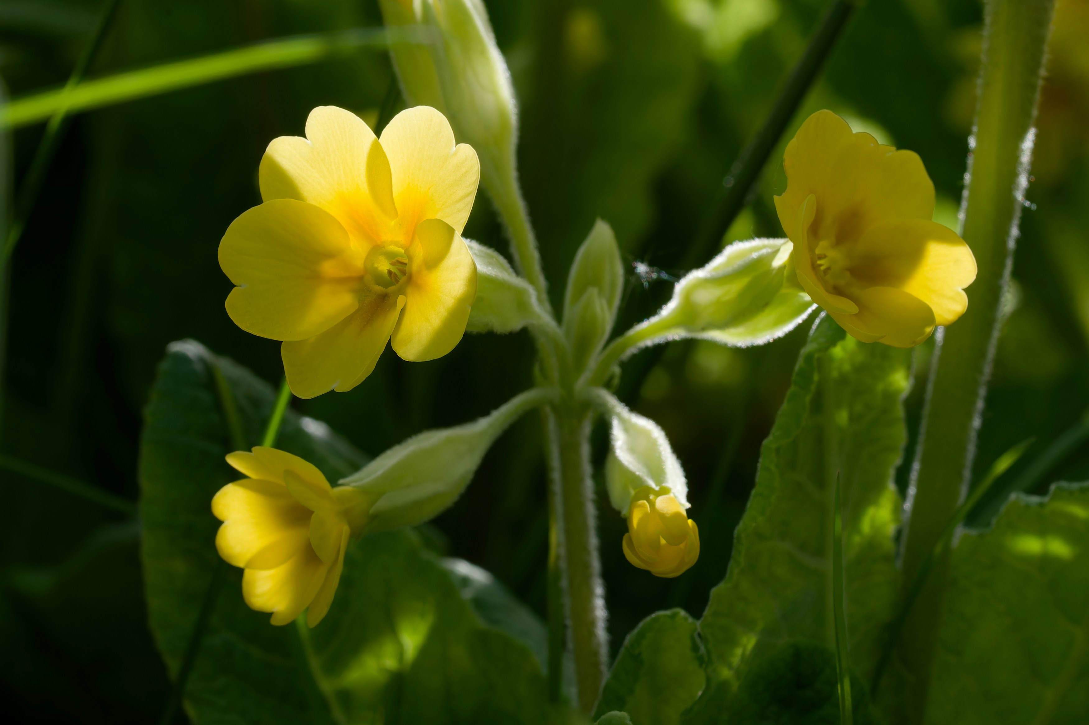 Evening Primrose Oil for Menopause: What the Evidence Says